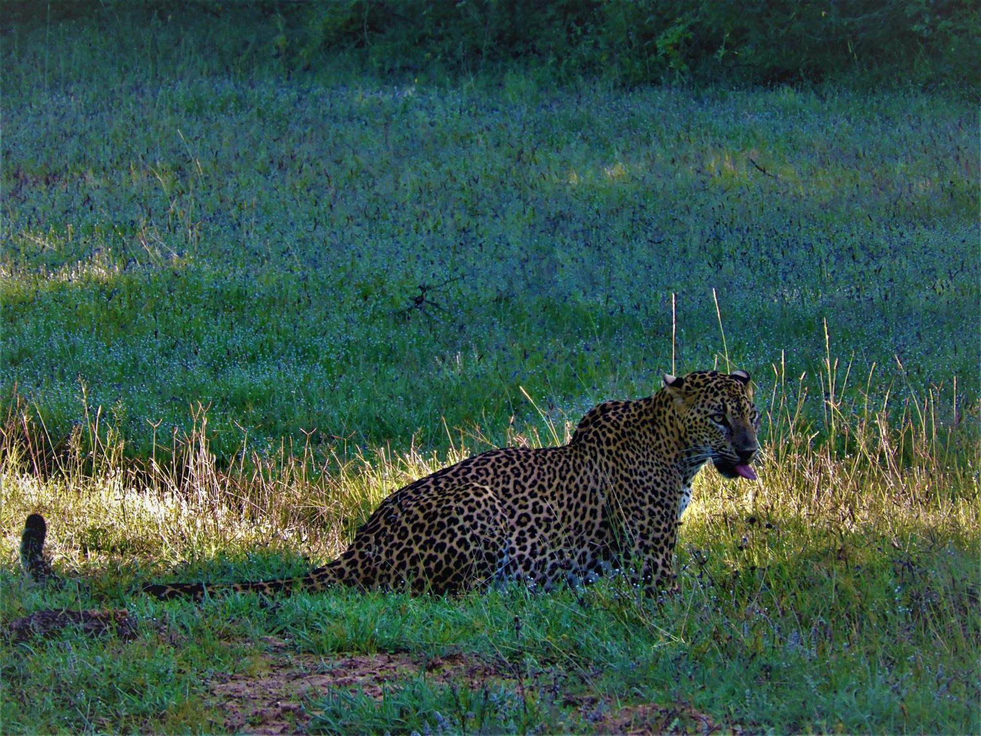 Hotel Yala Eco Bush Camp Extérieur photo
